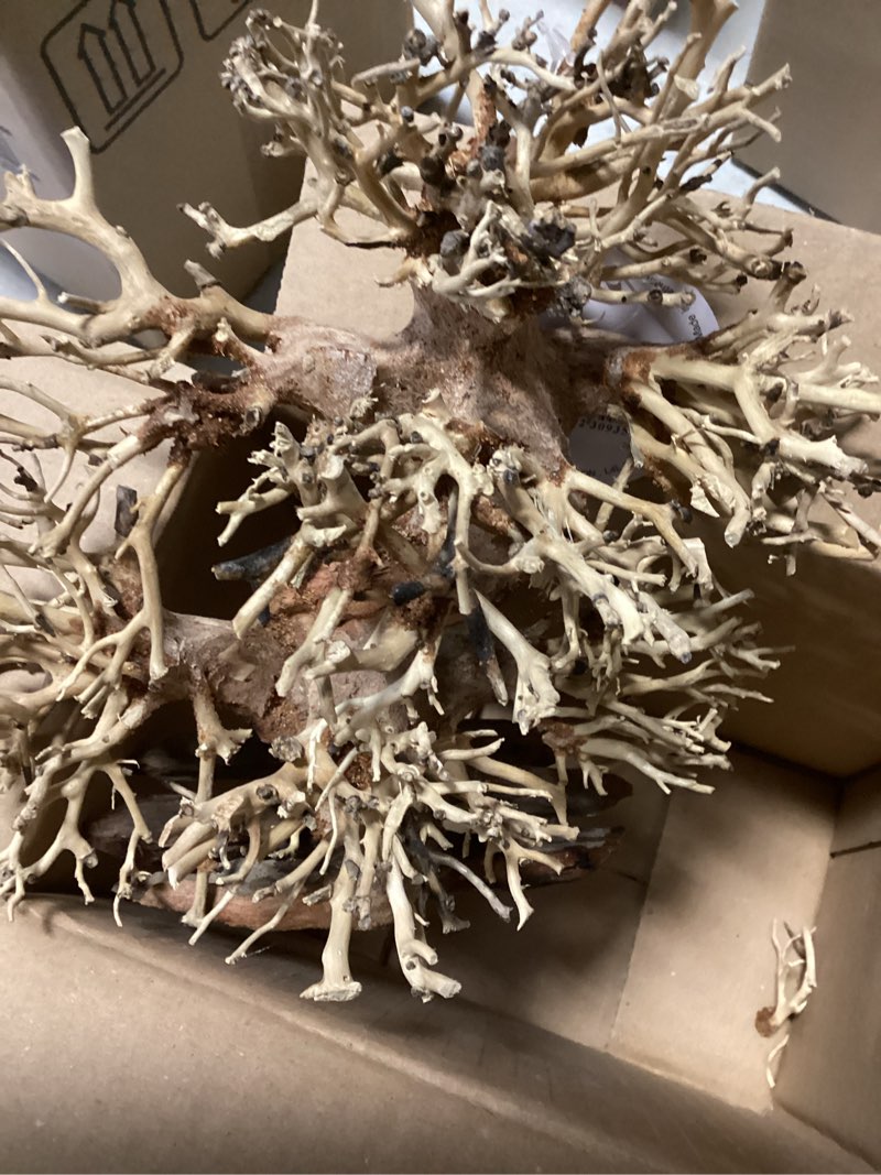Condition photo showing New/Like New for Ultum Nature Systems Bonsai - Handcrafted Hardscape Driftwood for Aquarium, Terrarium, Vivarium, Natural Aquascape Hardscape Decorations, Aquascaping Hardscape for Live Aquatic Plants - 012, Small 012 Small - 9.5x3.5x6.5 IN