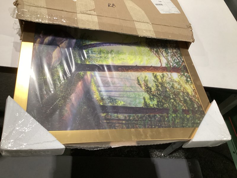 Condition photo showing Good Condition for Afternoon Light Through The Trees In The Forest Traditional Framed Wall Art