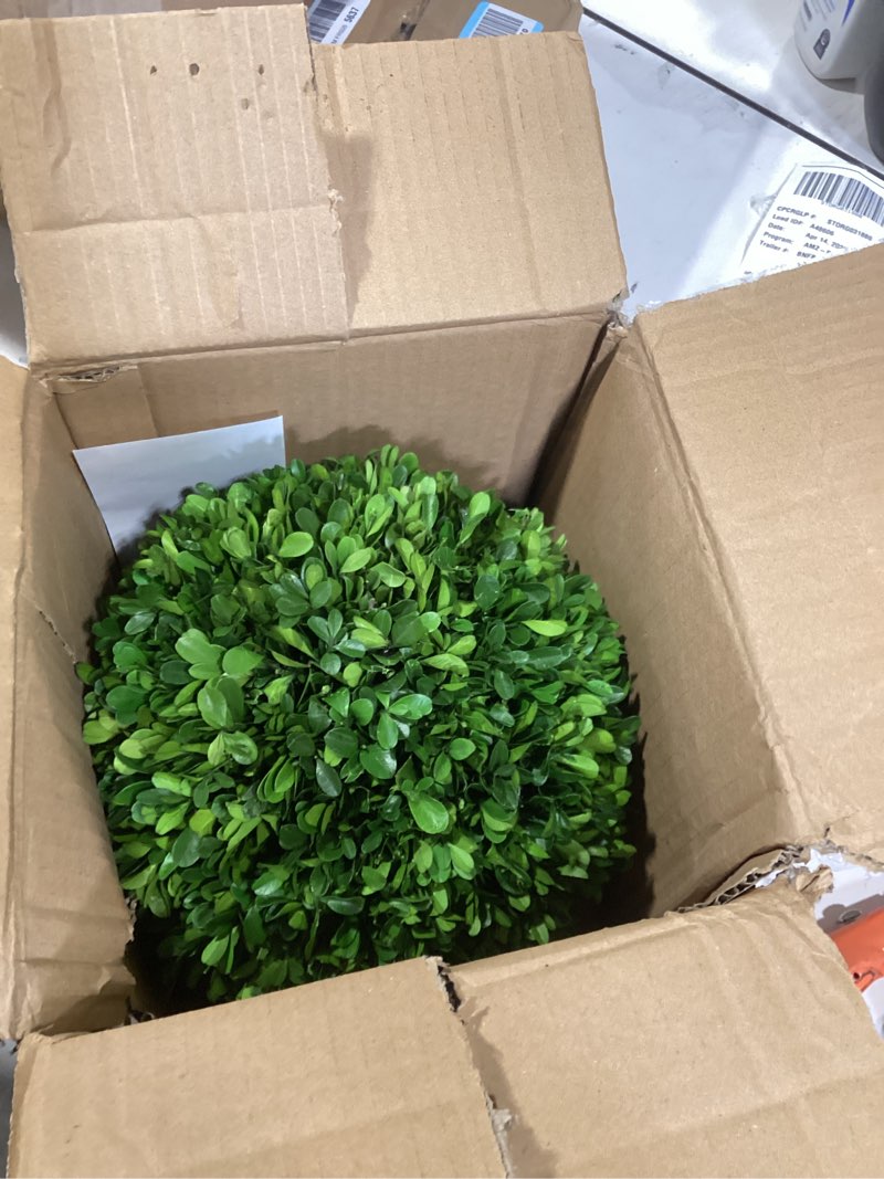 Condition photo showing Good Condition for real boxwood decorative ball large 10 inches great for wedding home decoration, vase bowl filler realistic full green plant, indoor decor(boxwood) boxwood ball 10 inch