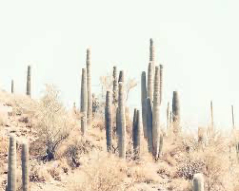 Washed Out Retro Cactus Deser Nature Landscape Photography Modern Rustic