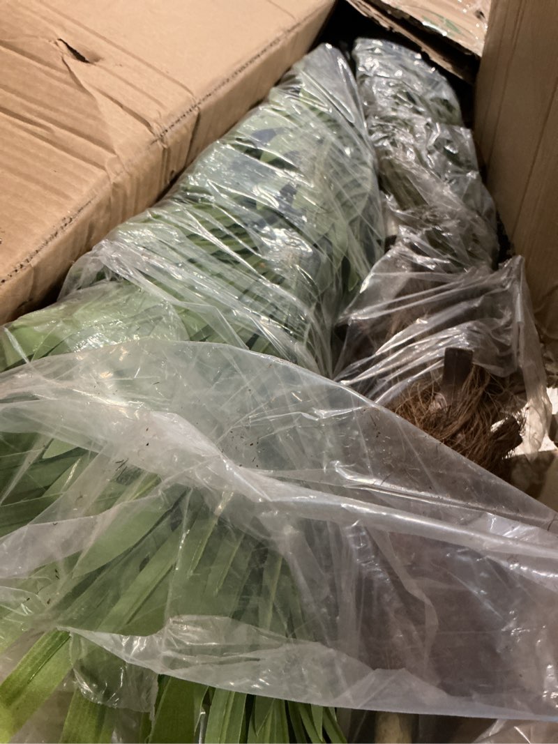 Condition photo showing Good Condition for 7ft tall artificial phoenix palm tree for outdoor indoor decor, large faux coconut silk palm tree tropical fake tree perfect for outside patio poolside home office decor (set of 2) phoenix palm (2 pack) 7ft