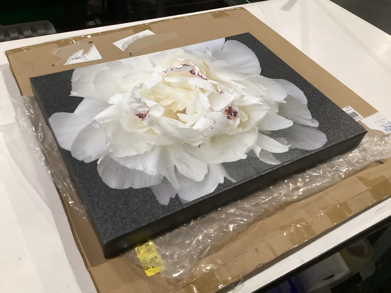 Condition photo showing Good Condition for trademark fine art kurt shaffer perfect peony canvas art, 14 by 19-inch 19"l x 14"w