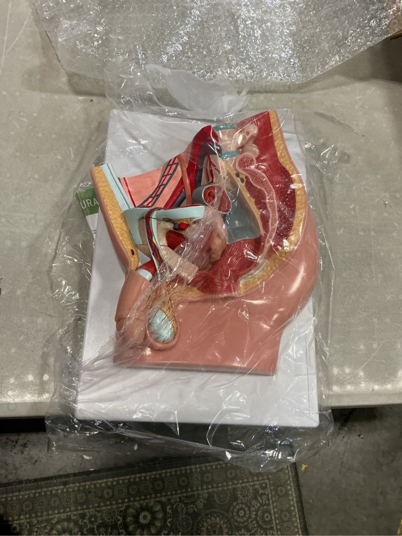 Condition photo showing Good Condition for hadwyn male pelvis reproductive anatomy model,life size 5-parts pelvis model on baseboard, muscular,urinary,reproductive system,anatomy medical model for science education with detailed product manual