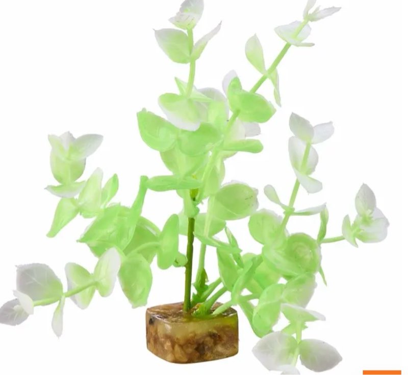 GLOFISH CYCLE PLANT GREEN/WHITE SM