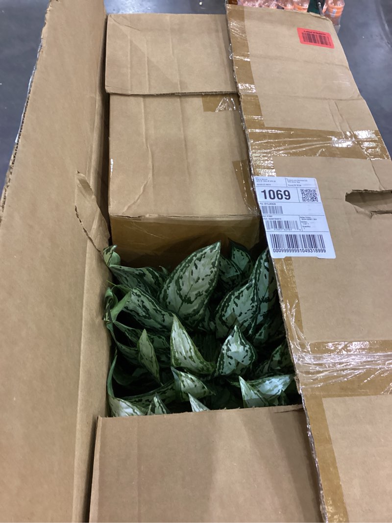 Nearly Natural 4ft. Silver Queen Artificial Plant in White Planter with Metal Stand