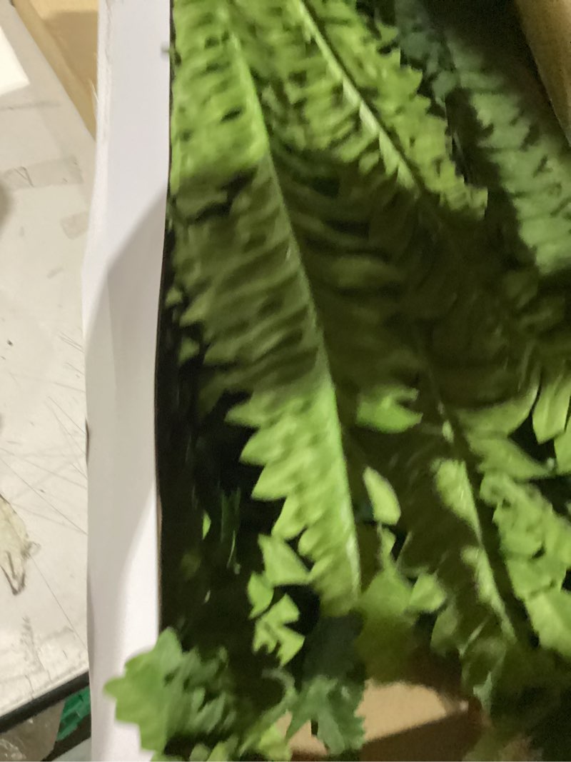 Condition photo showing As Is for forest prince 35" fake ferns, 4 large artificial bonston ferns bushes plants with 39 fronds for outdoors garden patio porch entrance low maintain home decor 35" 4 pcs
