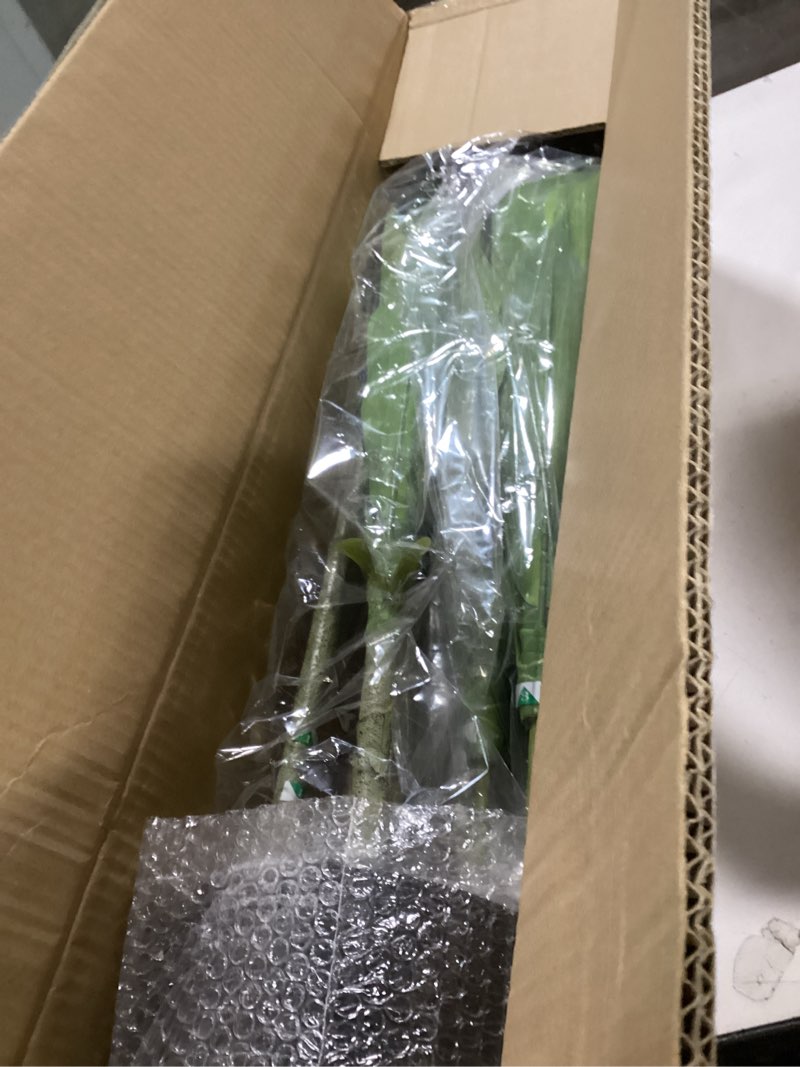 Condition photo showing Good Condition for Dracaena Plant Artificial Tree 5Ft Tall Fake Tropical Floor Plants Potted (Real Touch) Artificial Silk Tree Leaf Faux Trees Black Tall Planter for Home Office Living Room Indoor Outdoor Decor 1 5ft