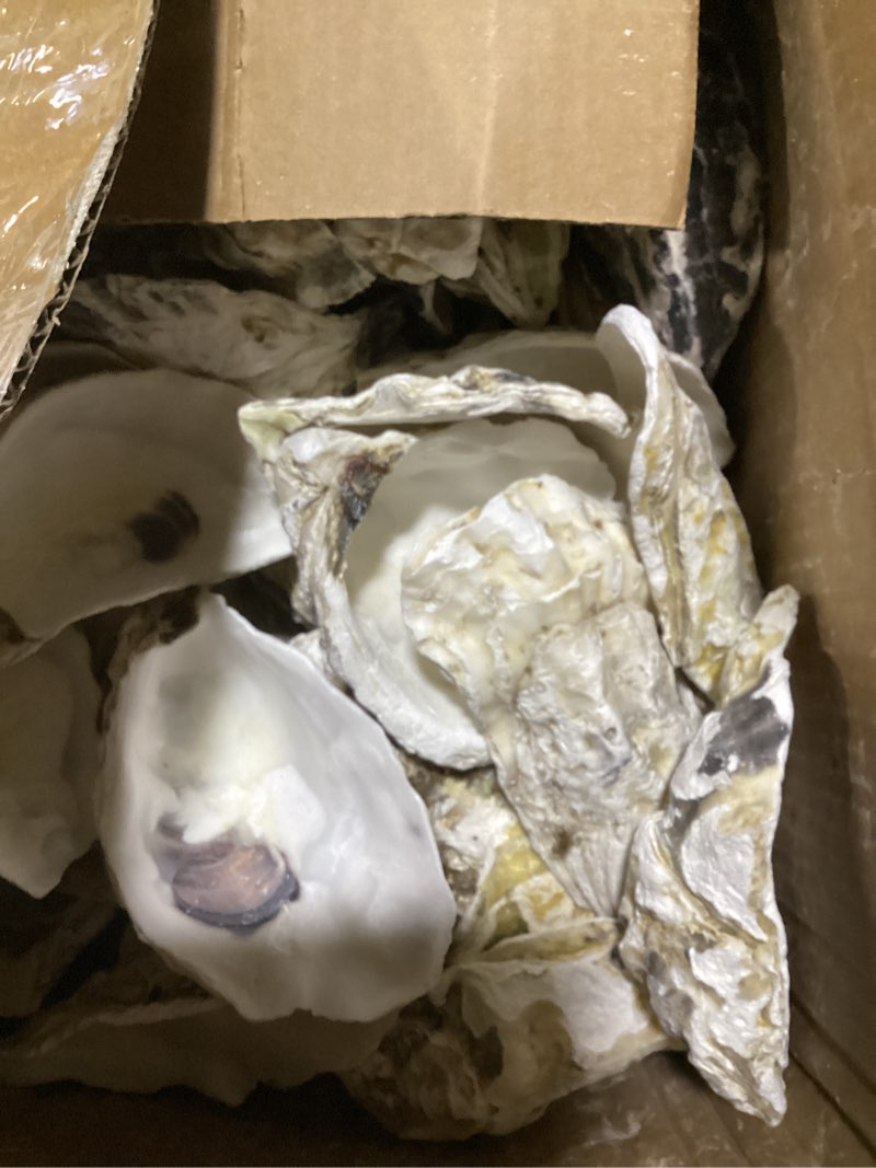 Condition photo showing New/Like New for homaisson 60 pcs oyster shells for crafts, large oyster shells for decor, natural north sea origin, 4~5 inches natural design, ideal for aquarium landscaping, crack-free surface 4"-5" 60