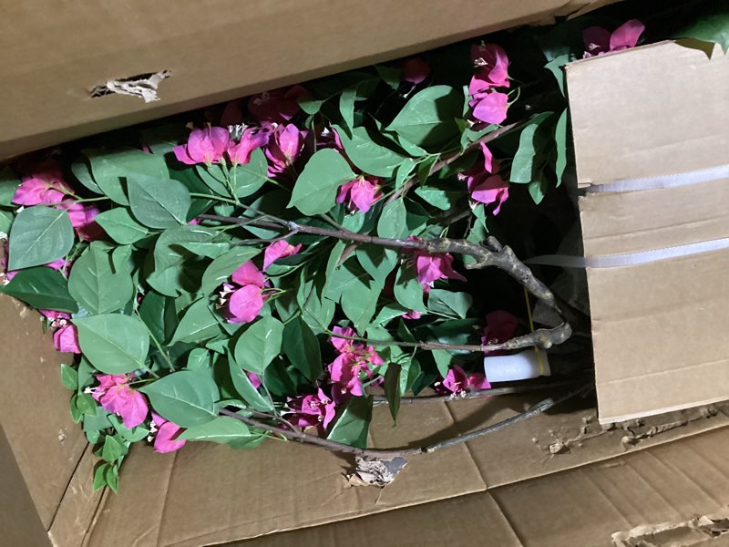 Condition photo showing Good Condition for possibly used artificial bougainvillea tree, 8ft uv resistant fake bougainvillea plant in pot for outdoor/indoors, realistic faux flowering tree for patio, garden, porch, home decor huge rose 8ft