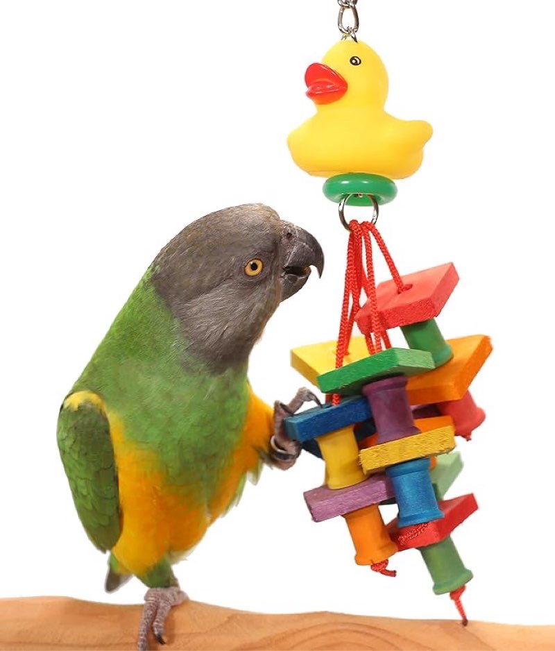 3pcs Tropical Duck - Small Parrot Toy