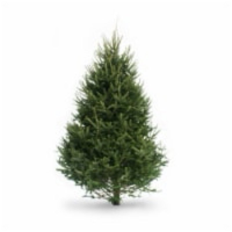 Similarly )))))))Bloom Haus Table Top Christmas Tree Perspective: front Bloom Haus Table Top Christmas