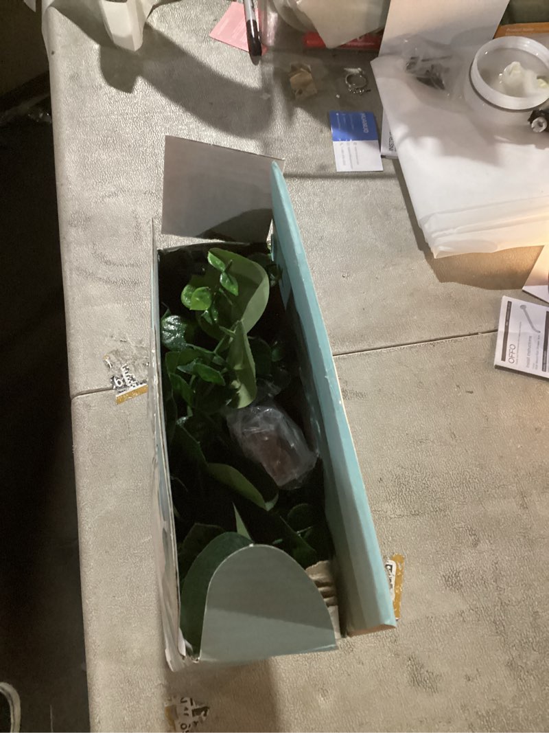 Condition photo showing Good Condition for Dolicer 2 Packs 6FT Artificial Eucalyptus Garland with LED Light String, Faux Greenery Garland Hanging Fake Silver Dollar Eucalyptus Leaves Vines for Wedding Backdrop Arch Table Wall Party Home Decor Grey Green With Light 2 Packs