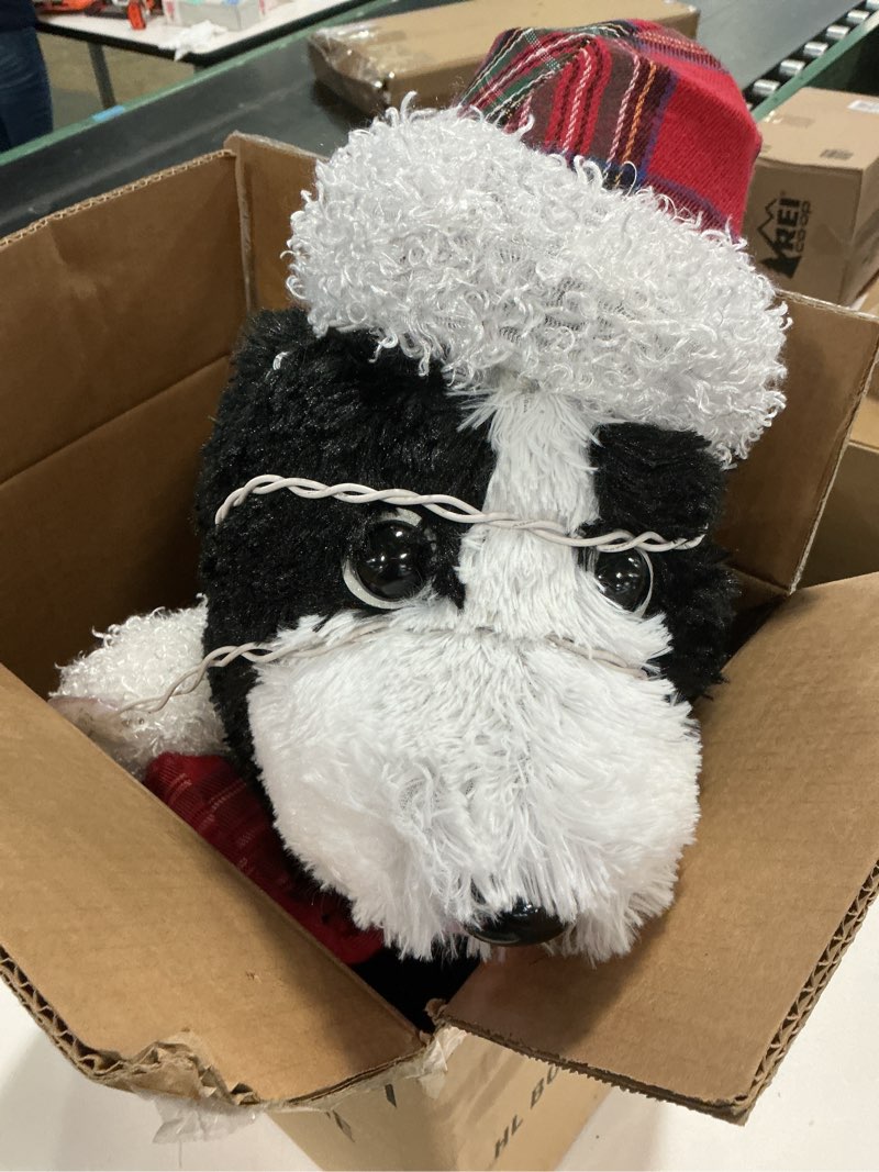 Condition photo showing As Is for HL BORDER COLLIE