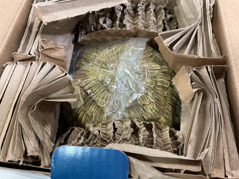 Condition photo showing New/Like New for Carole Towne Santa's Beach Day Village scene