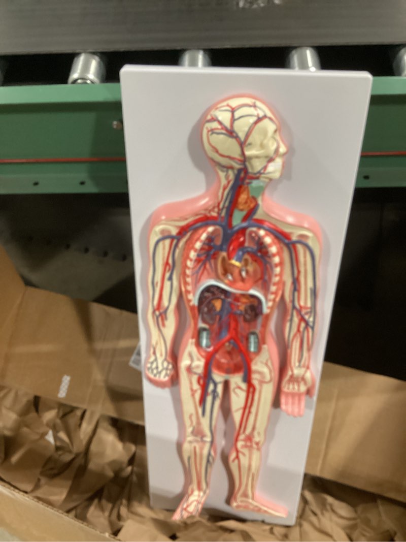 Condition photo showing Good Condition for human circulatory system relief model – half life size anatomy model with heart, arteries, veins, organs – for classroom, science lab, medical learning