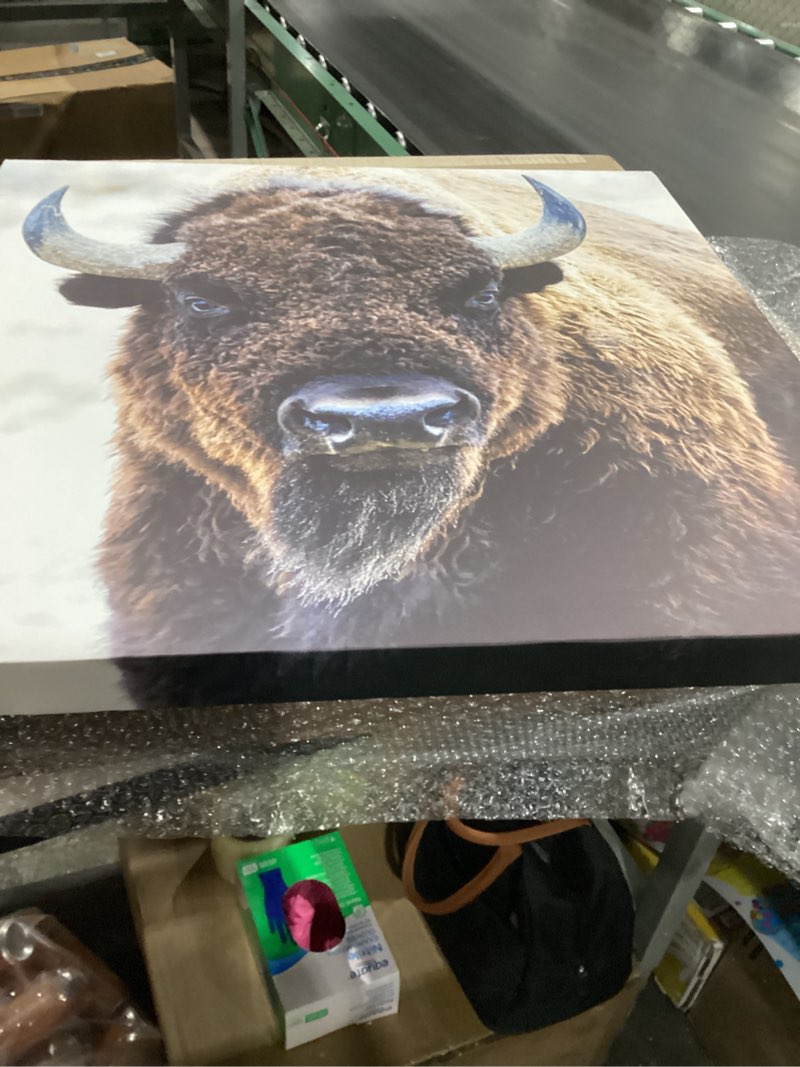 Condition photo showing New/Like New for Stupell Industries American Bison Photography Canvas Wall Art Design by Lena Owens 24"L x 24"W