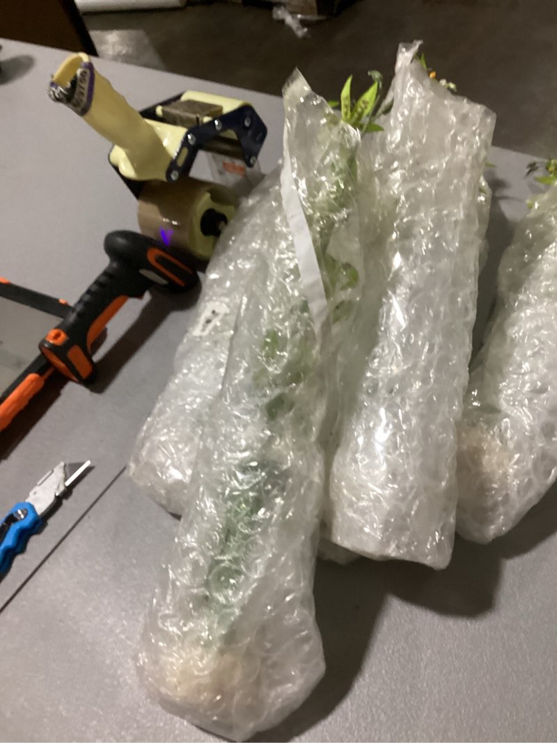 Condition photo showing Good Condition for Exo Terra Spider White Green Terrarium Plant