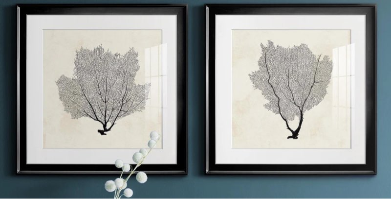 Sea Fan Sketch I " 2 - Pieces