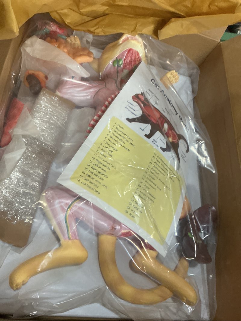 Condition photo showing Good Condition for qzzxoq cat anatomical model, animal anatomical model containing 10 detachable internal organs muscles nerves other structures, for veterinary medical education and training