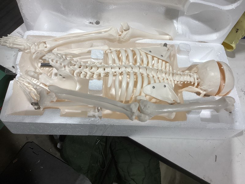 Condition photo showing Good Condition for breesky Scientifc Human Skeleton Model for Anatomy, 33.4’’ Skeleton Model with Metal Stand, Removable Arms&Legs for Student to Study Human Skeleton Anatomy System, Halloween Decor, Manual Included