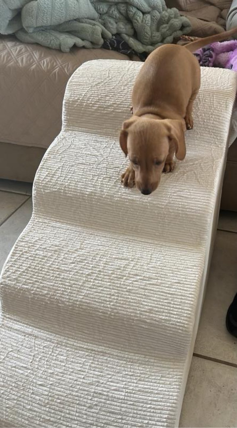 Dog Stairs