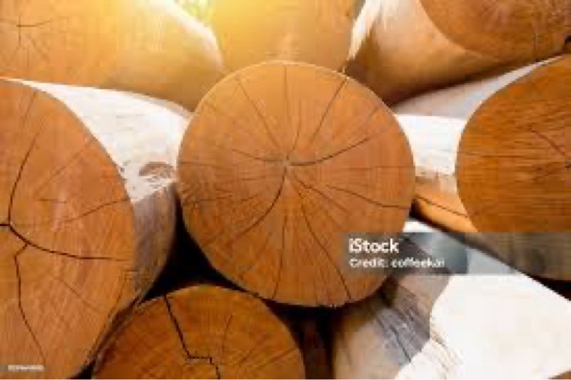Stack of Large wood log golden teak tree in Sawmills stock photo