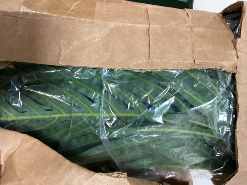 Condition photo showing Good Condition for Nearly Natural 6.5ft Artificial Golden Cane Palm Tree, Lifelike Silk Indoor Palm With Three Textured Trunks Flexible Fronds Nursery Planter, Low Maintenance Palm Silk Tree