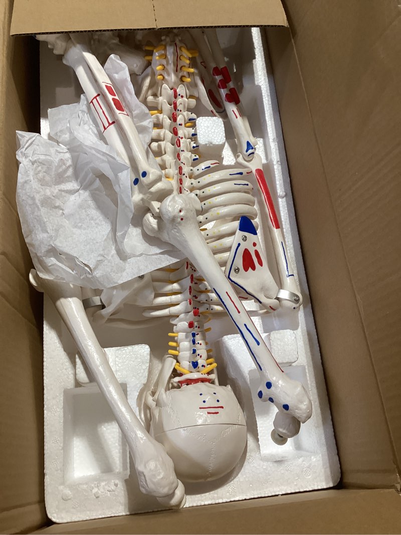 TYRRDE 33.4” Human Skeleton Model with Removable Arms & Legs – Durable Mini Anatomy Model for Teaching, Scientific Study Painted with Numbered Muscle Markings & Display Base (beige)