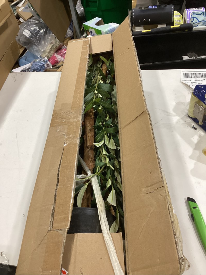 Condition photo showing Good Condition for Bellacat Faux Olive Tree 5ft?Olive Trees Artificial Indoor with Natural Wood Trunk and Realistic Leaves and Fruits. 5 Feet(60in) Fake Olive Tree for Home House Office Décor. 1 5ft