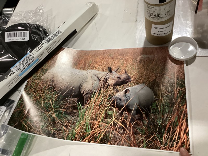 Indian Rhinoceros in Kaziranga National Park India Poster Print by Dee Ann Pederson (12 x 17)