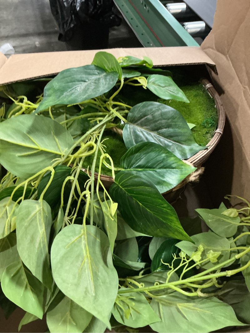 Condition photo showing As Is for nearly natural pothos hanging basket uv resistant (indoor/outdoor)