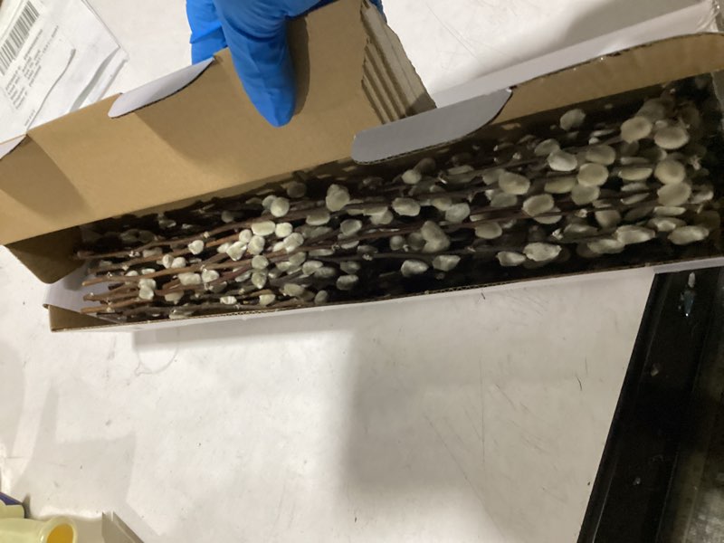 Condition photo showing Good Condition for Oning 40 Stems Real Dried Pussywillow Preserved Greenery Branches for Vase-16'' Natural Pussywillows with White Flowers, Snow Willow Branches for Easter Wedding Home Party Hotel Fireplace Yard Decor