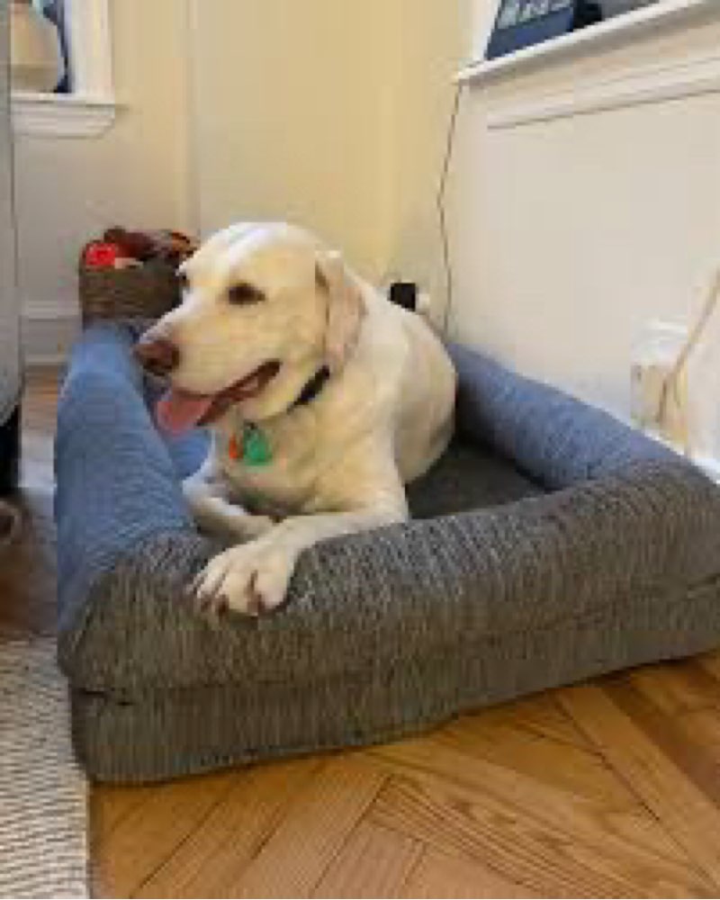 dog bed