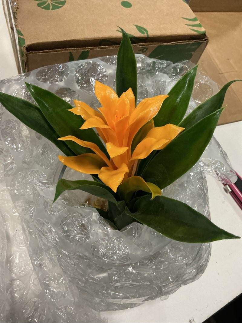 Condition photo showing Good Condition for nearly natural 8in. tropical bromeliad in angled vase artificial arrangement