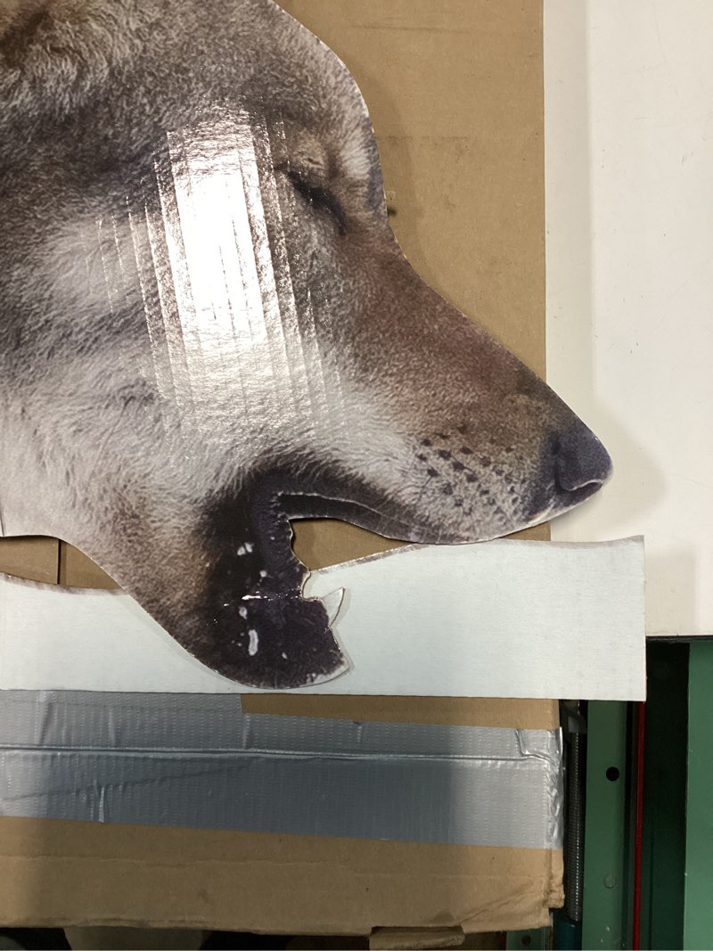 Condition photo showing As Is for Cardboard People Howling Wolf Life Size Cardboard Cutout Standup - Made in USA Howling Wolf One Size
