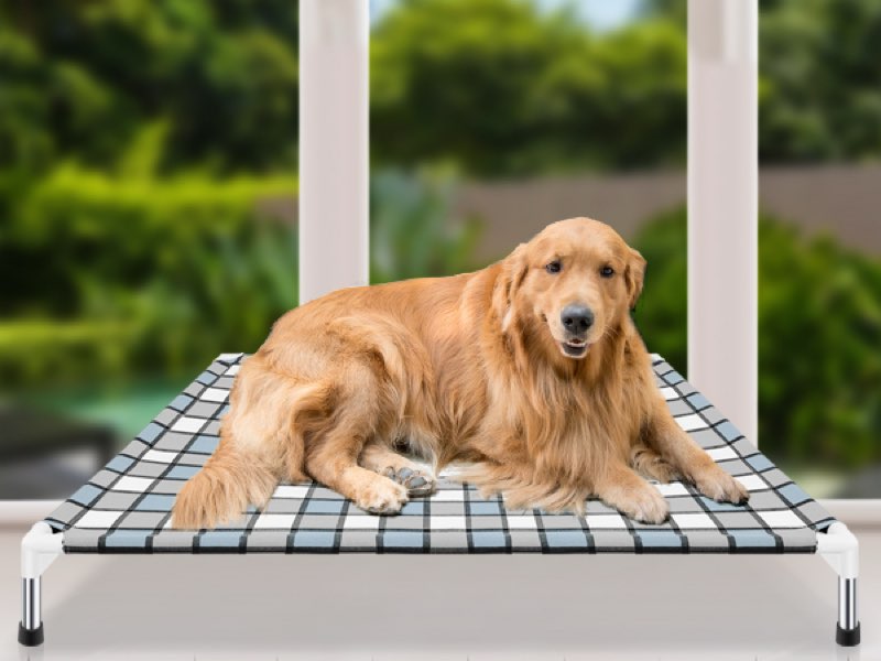 Caghash Elevated Outdoor Raised Dog Bed Outdoor Dogs Bed Lifted Pet Hammock Bed Dog Cot for Large Pe