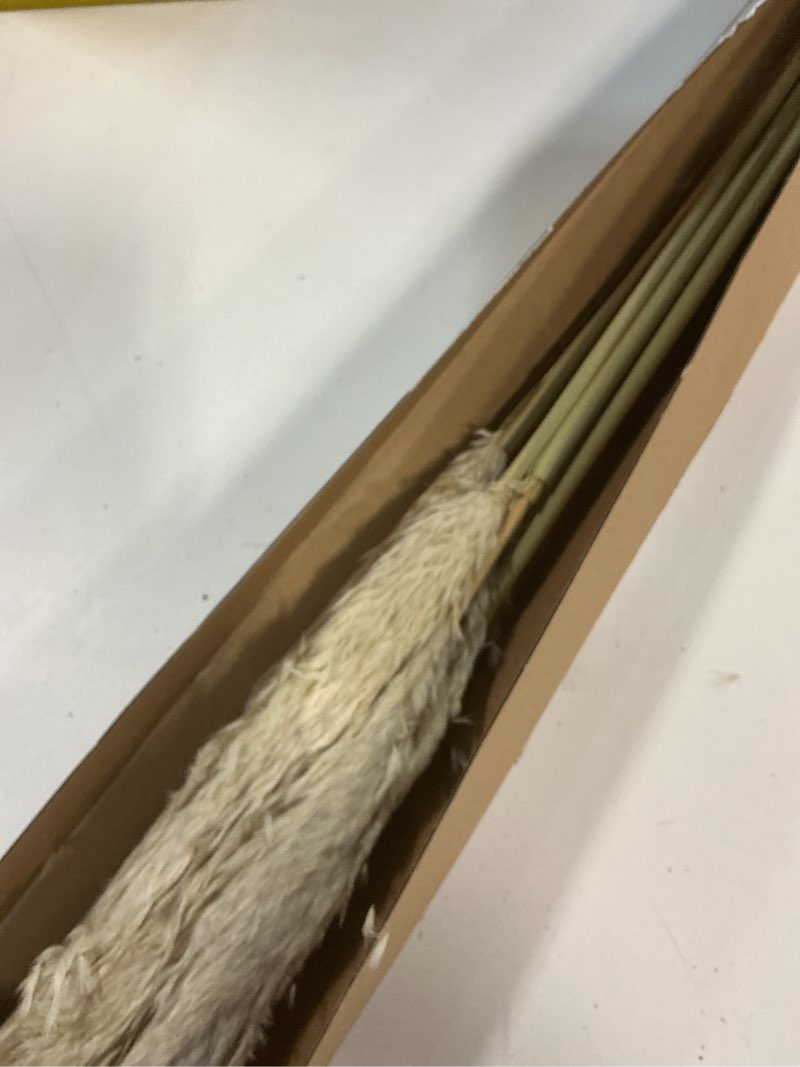 Condition photo showing New/Like New for 55" inch scarcity natural pampas grass decor tall, pompas grass, tall pampas grass for wedding, party, farmhouse, boho home decor