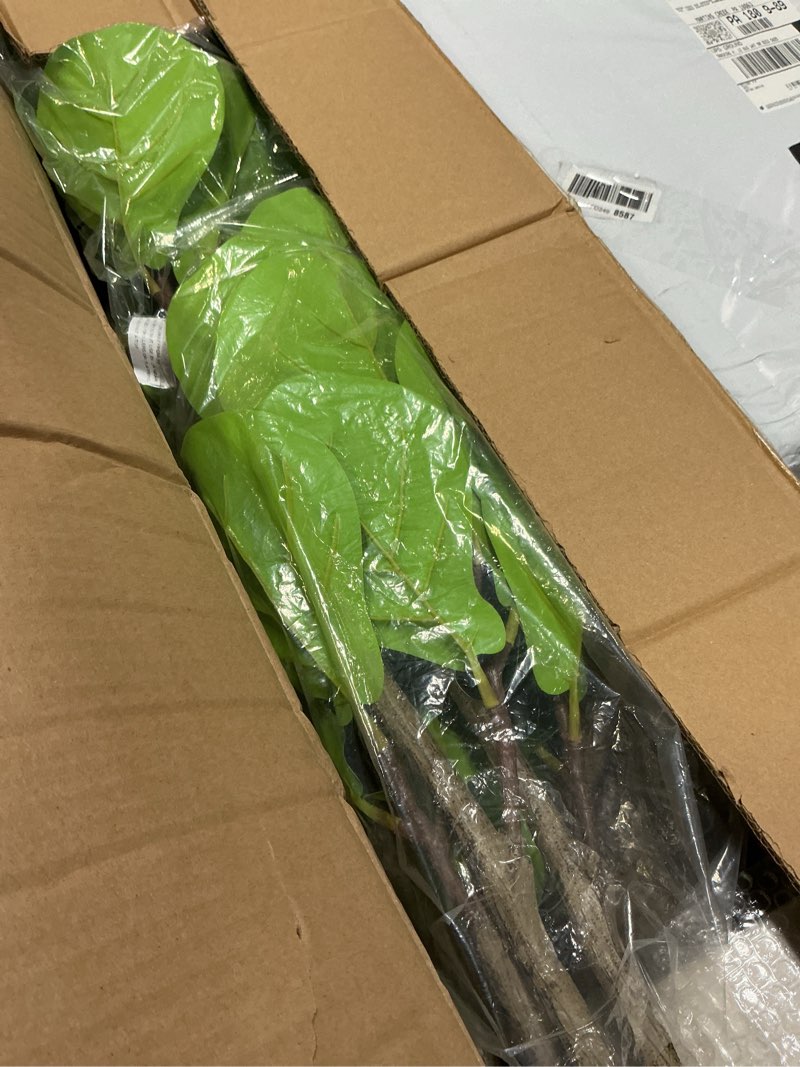 Condition photo showing New/Like New for Artificial fiddle leaf fig tree