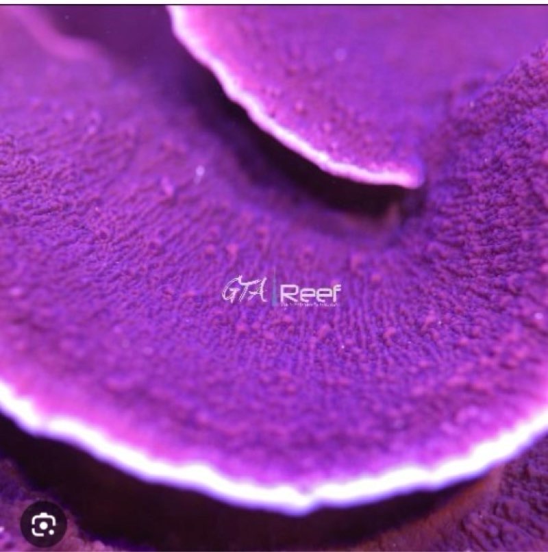 Afternoon Deals @ Your Local BIDFTA! 