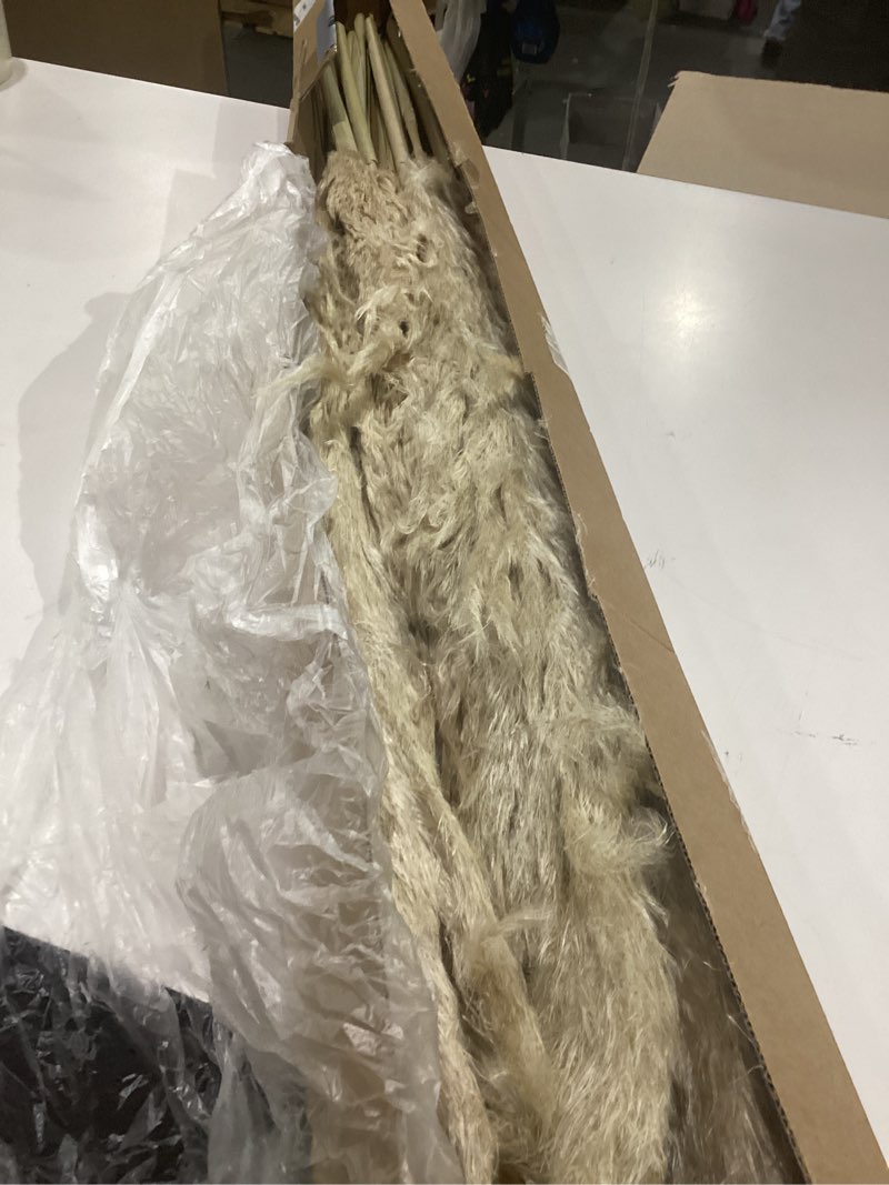 Condition photo showing Good Condition for 46" inch 10 stems cream pampas grass decor tall, dry flowers for floor vases decor, natural dried flowers for wedding, natural home decor, wall grass, glam decor