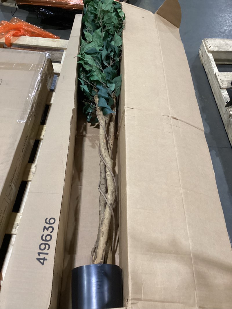 Condition photo showing Good Condition for Nearly Natural 5ft Artificial Ficus Tree, Triple Trunk Faux Greenery with Natural Wood Trunks for Indoor Home Decor, with Black Nursery Pot 5ft Tree in Pot