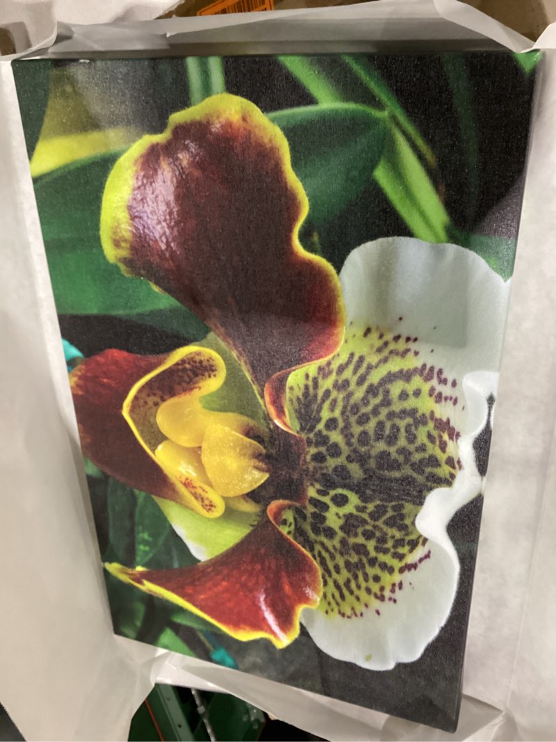 Condition photo showing New/Like New for Trademark Fine Art Alien Orchid Wall Decor by Kurt Shaffer, 12 by 19"