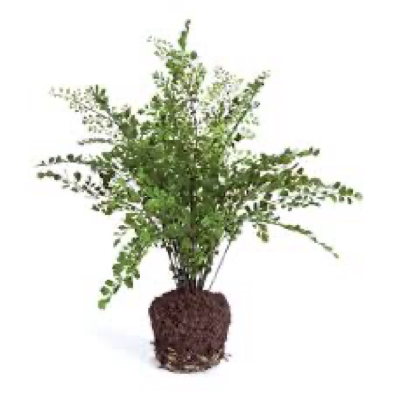 Maidenhair Drop - in 18\"