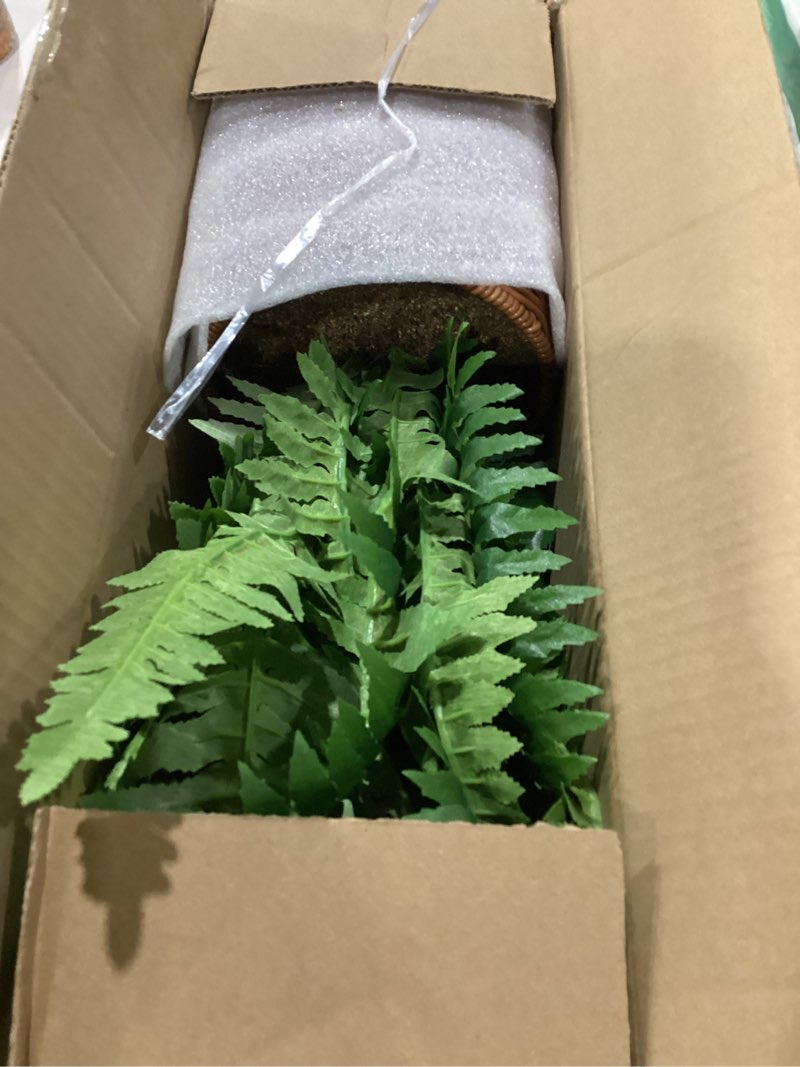 Condition photo showing As Is for hollyone fake fern potted plant artificial boston ferns in pot woven basket 35 leaves indoor faux fern bush plant 20inch for patio garden farmhouse windowsill office living room home decor woven pot - long fern