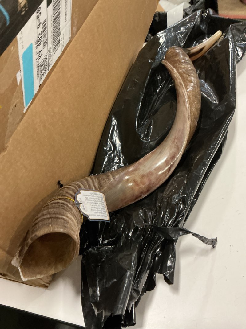 Condition photo showing New/Like New for HalleluYAH Original Kosher Half-Polished Kudu Shofar From ISRAEL 24"-28"