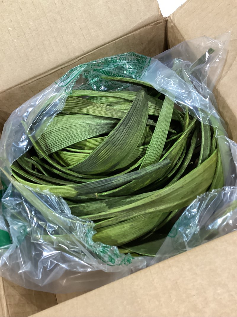 Condition photo showing Good Condition for vickerman basil palm paddle 6" to 12" height, real preserved palm decor for home or everyday arrangements, 32 to 37pieces per pack green 6-12"