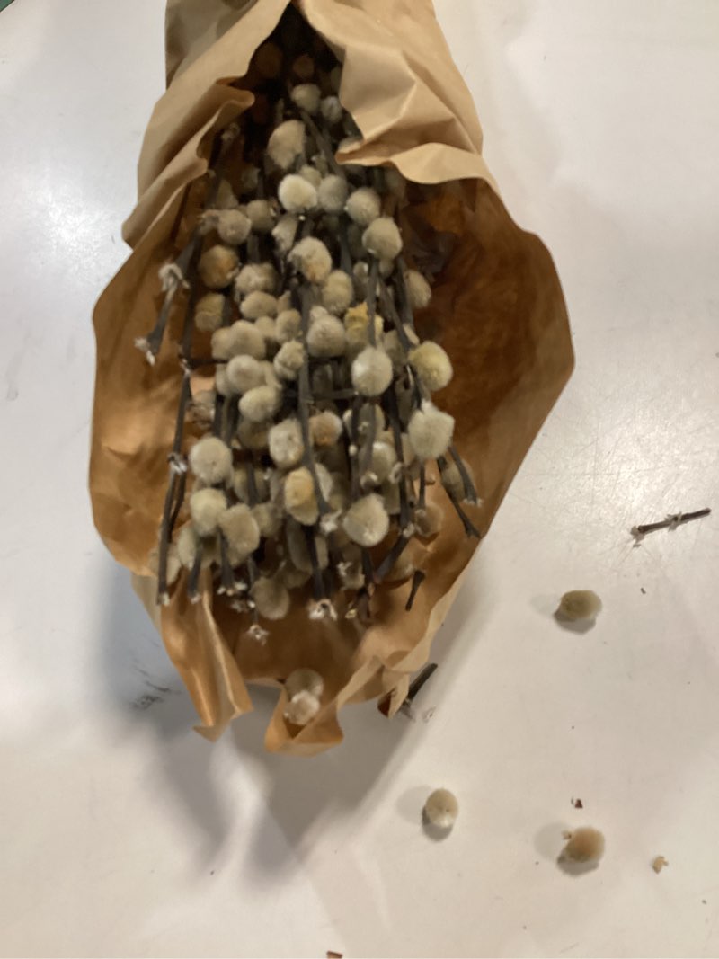 Condition photo showing As Is for 30 Branches Pussy Willow Branches for Vases 23 Inches Natural Dried Pussy Willows Real Dried Flowers 2 Years Long Lasting for Home Decoration