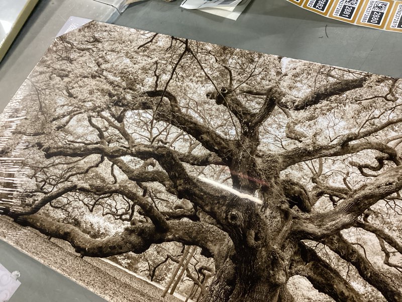 KREATIVE ARTS Large Sepia Angel Oak Tree Canvas Wall Art - 20"x48" Vintage Forest Landscape Framed P