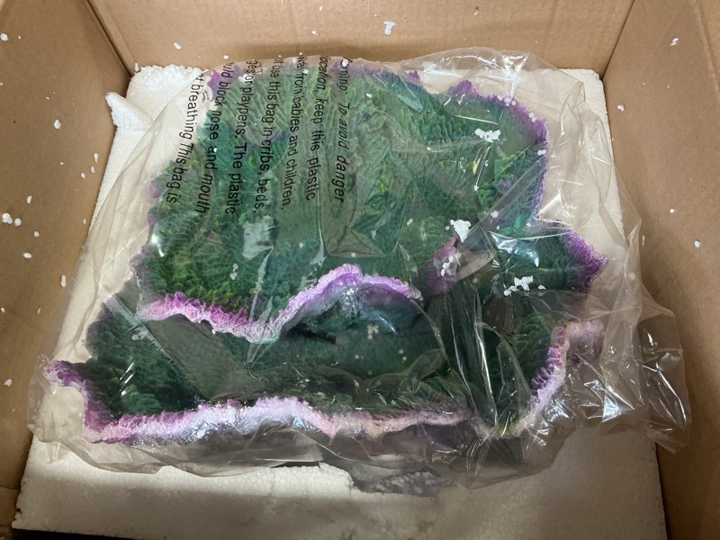 Condition photo showing New/Like New for Ra Montipora Coral - Purple Rim