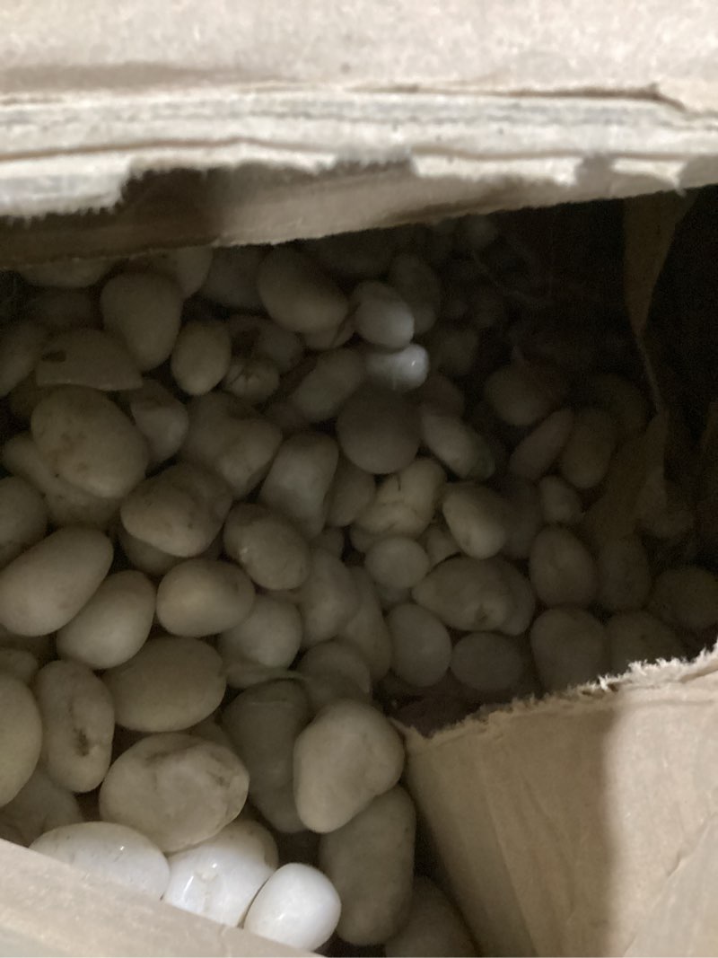 Condition photo showing Good Condition for fantian 40 lbs white river rocks for landscaping, 1-2 inch polished pebbles for indoor plants, decorative white stones for plants, vase, aquarium, fish tank and garden 1-2 inch 40 pounds